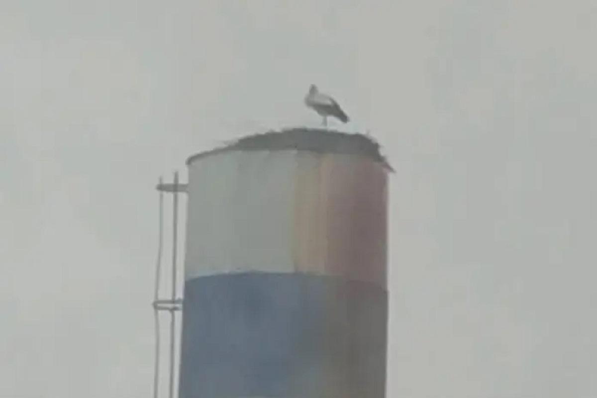 В Мордовии растет численность белых аистов