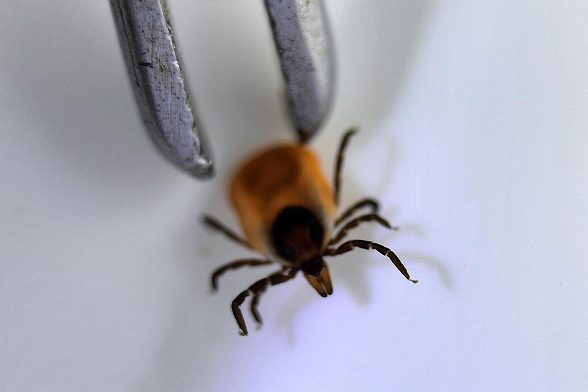 Россиян предупредили о максимальной активности иксодовых клещей