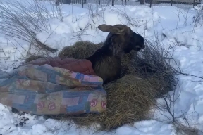 Жители Ярославской области спасли провалившегося в пруд лося
