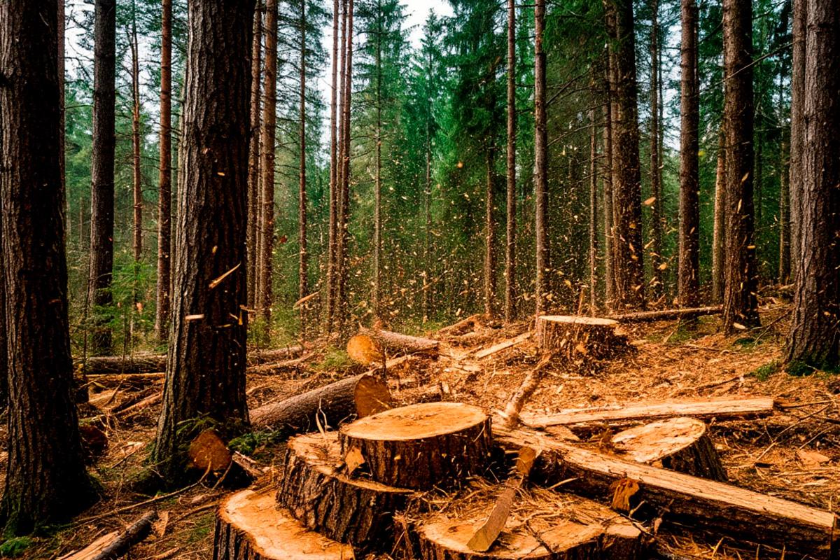 В Краснодарском крае в 2026 году восстановят леса на площади 160 гектаров