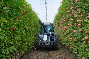 В Краснодарском крае каждый год создают около 220 гектаров питомников