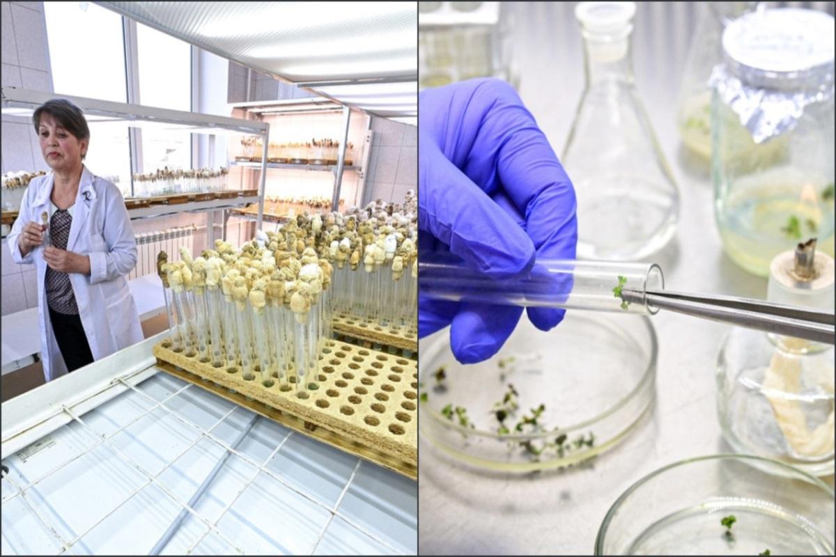 В Карелии занимаются культивированием картофеля в пробирках