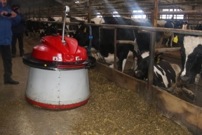 Молочное животноводство Башкирии берет на вооружение искусственный интеллект