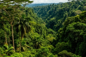 Амазонские леса рискуют исчезнуть