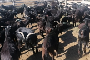 В Туве зарегистрировали новую пуховую породу коз