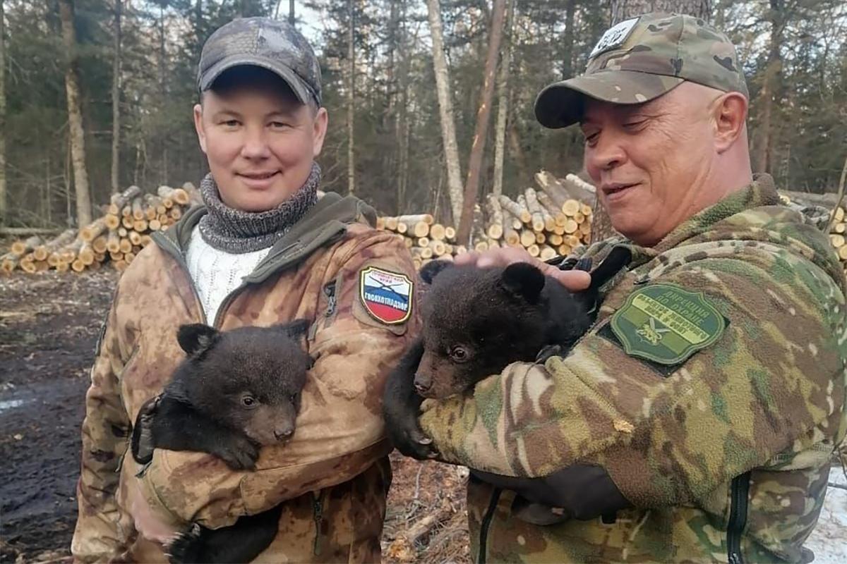 Медвежата-малыши без мамы обнаружены в Приморском крае