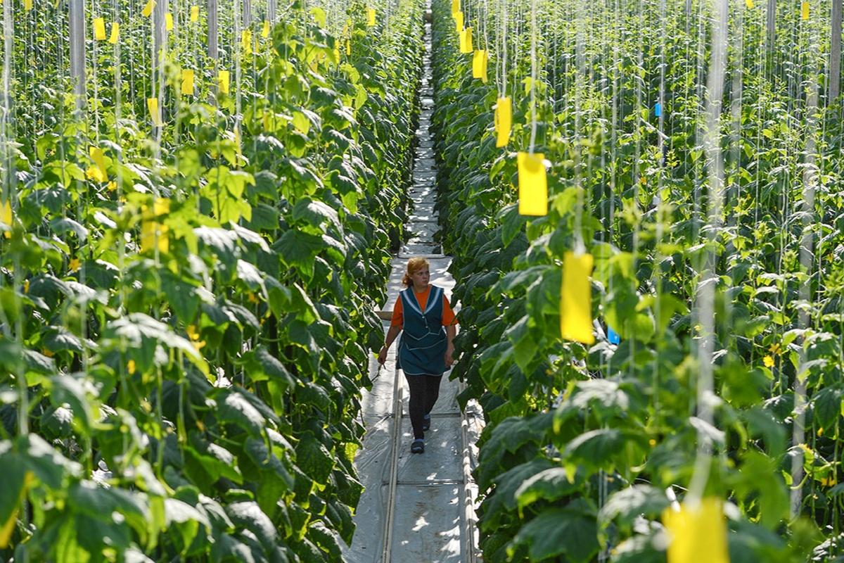 Экспорт агропрома Калужской области в 2025 году вырос на 60%