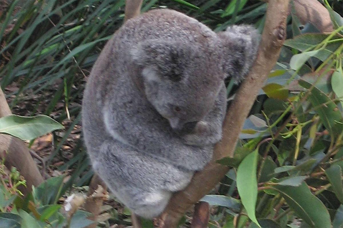 Власти Австралии пытаются найти оправдание за отстрел более 700 коал