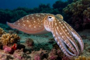 Ученые заявили, что кальмарам и каракатицам удалось пережить массовое вымирание