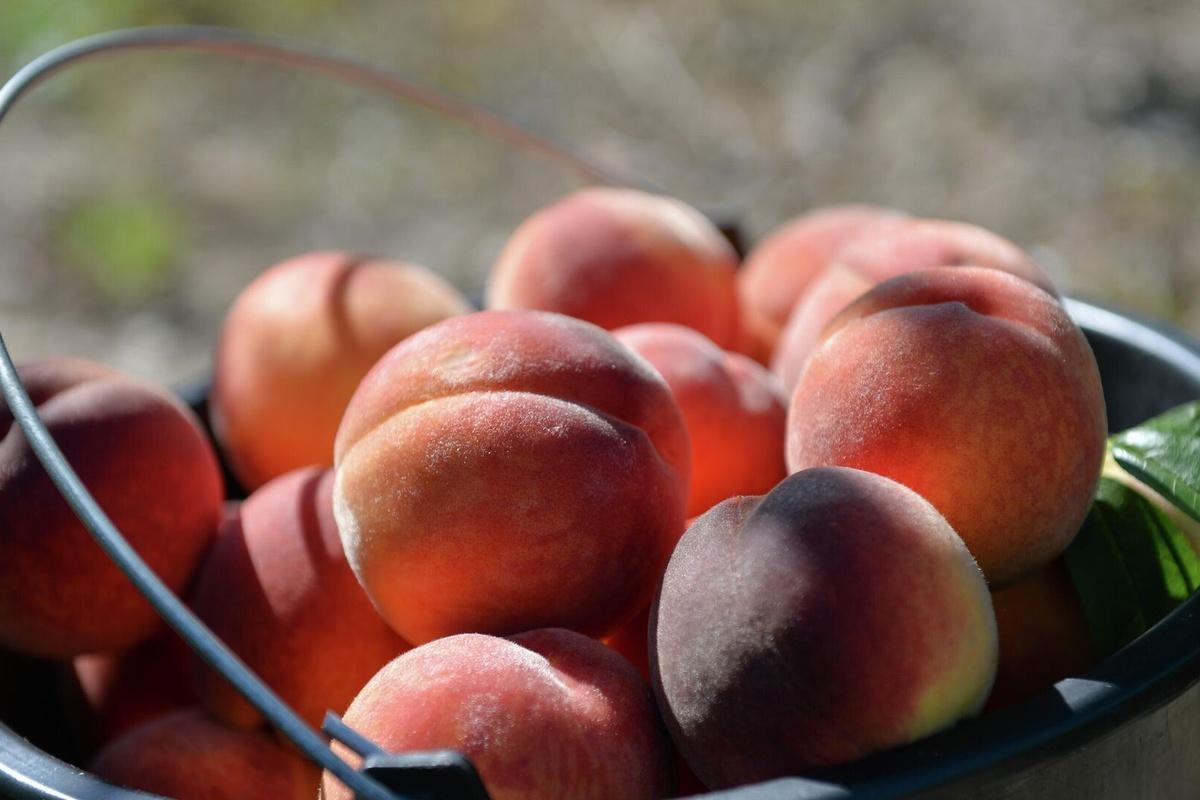 Из-за внезапных ночных заморозков в Крыму могут ввести режим ЧС