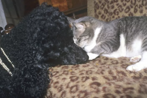 Russians will be banned from keeping multiple cats and dogs in their apartments.