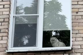 Жительница Красноярска подала в суд на бывшего ухажера из-за кота