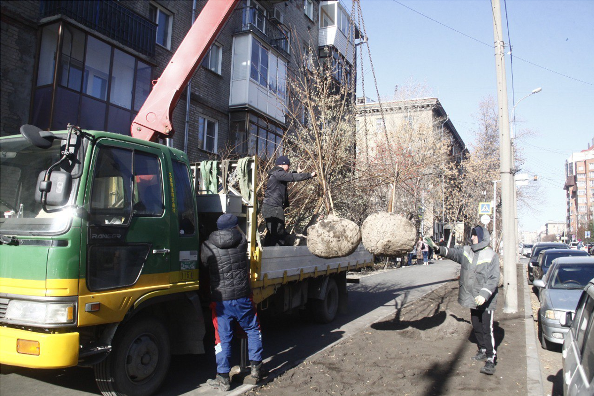 В Новосибирске на улице Урицкого высаживают четырехметровые саженцы черемухи