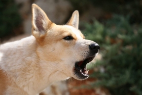 Американские ученые выяснили, что ИИ способен различать лай собак