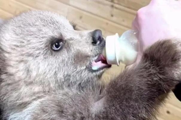 Дрожала в мокрой шубке: как волонтёры спасли трёхмесячную медведицу Дыньку и отправили в Подмосковье