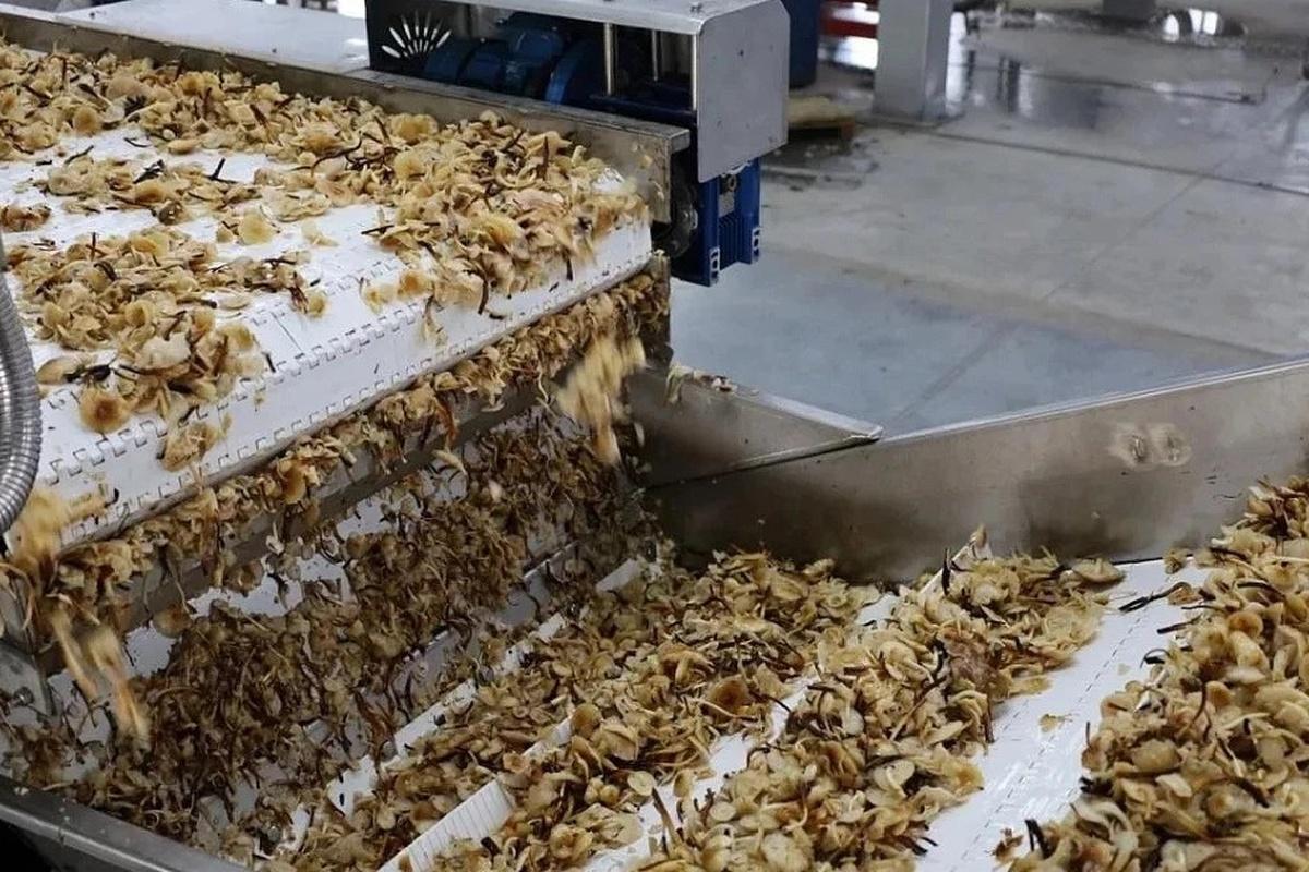 В Краснодарском крае запустили новую производственную линию грибного комплекса «Кирпильский»