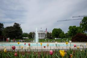 Пчёлы Мелании Трамп: какой мёд будут давать новые питомцы Белого дома