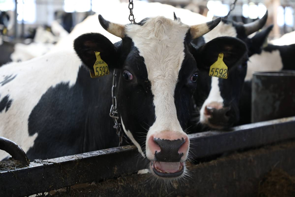 Губернатор Георгий Филимонов: В Вологодской области определили лучших аграриев в 36 номинациях и группах по итогам 2025 года