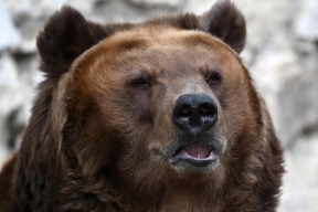 Медвежьи нападения в Камчатском крае: двоим удалось сбежать, женщина погибла