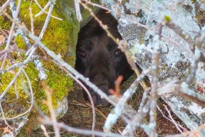 Зимняя спячка: на Алтае показали уникальные кадры засыпания хозяина тайги