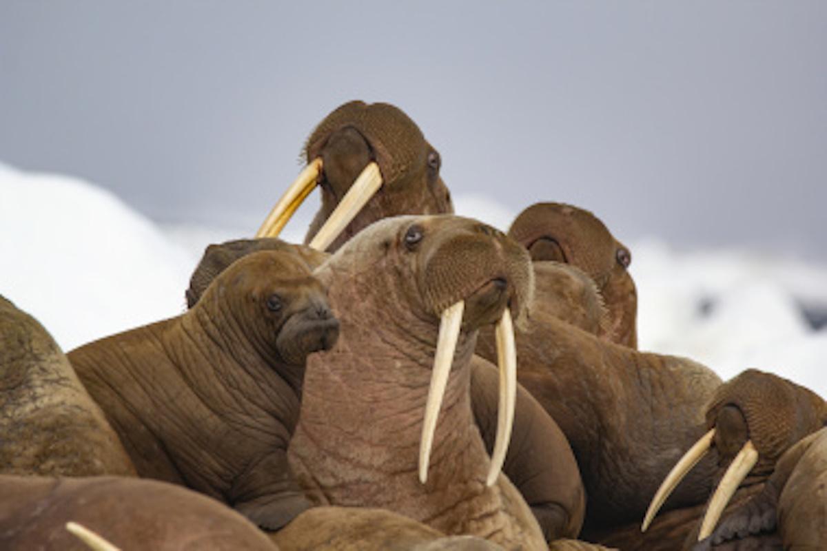 Чукотка ищет компромисс между сохранением природы и укладом жизни коренных народов