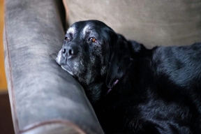 Experts have conducted research and established the age at which old age comes to dogs