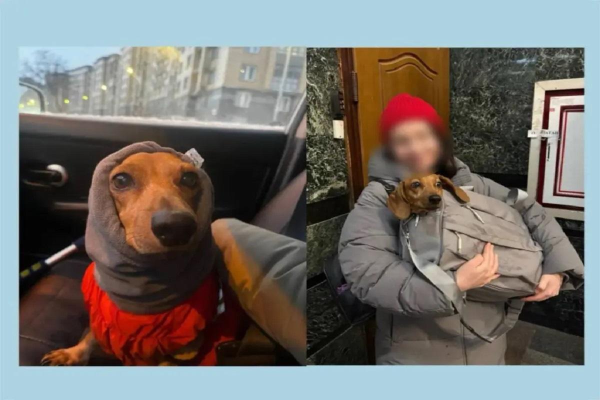 Полгода разлуки и судебные баталии закончились хэппи-эндом для таксы и ее хозяйки