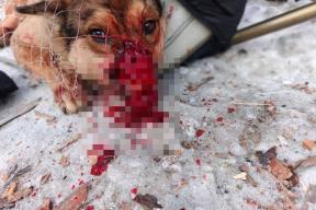 Собака пострадала от взрыва петарды: подростки подозреваются в жестоком обращении