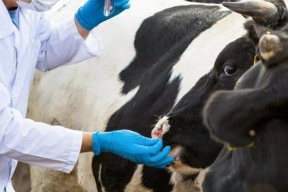 Власти Новосибирской области начали платить по 668 тысяч каждой семье за изъятый скот