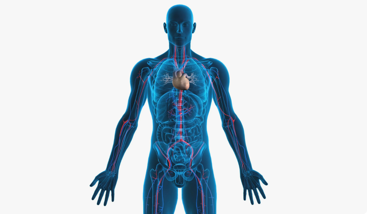 Doctor Solomatina told an amazing fact about the human body