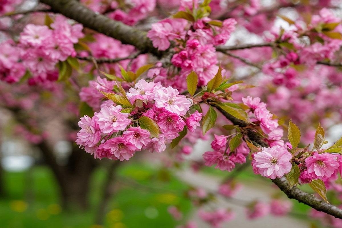 Весеннее равноденствие 2026: когда весна окончательно вступит в свои права