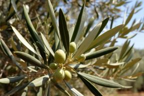 Секрет долголетия в листьях: ученые нашли природное оружие против «плохого» холестерина