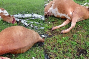 Молния убила двух коров в Башкирии