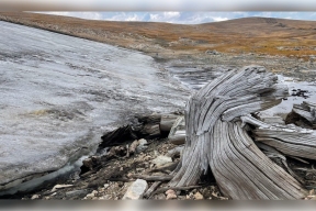 Scientists in the US have found an ancient forest preserved under the ice