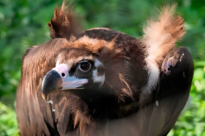 Moscow zoo became the first in the world in terms of diversity of animal species