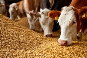 179 тонн соевого шрота: Орловская область начала экспорт в Кыргызстан