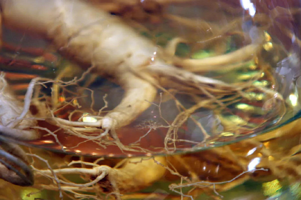 Chinese scientists have found a way to improve memory with plants