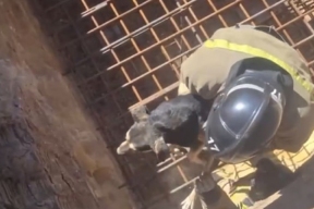 В Макеевке собака застряла между прутьями арматуры над 10-метровой ямой