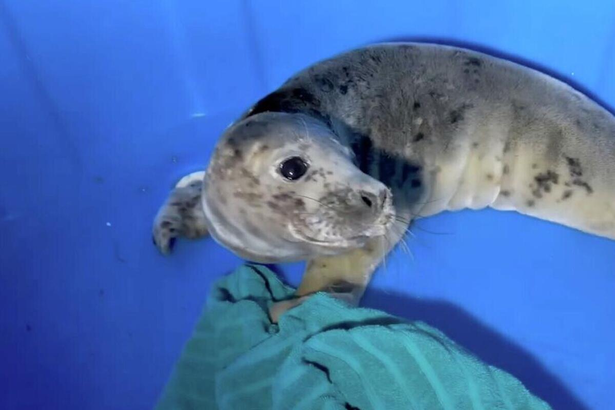 Истощенного детеныша тюленя спасли на берегу Финского залива в пасхальную ночь