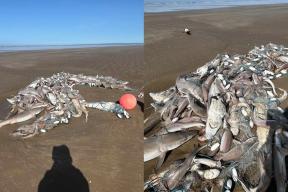 Экологическая тревога: массовый выброс морских существ в Уэльсе