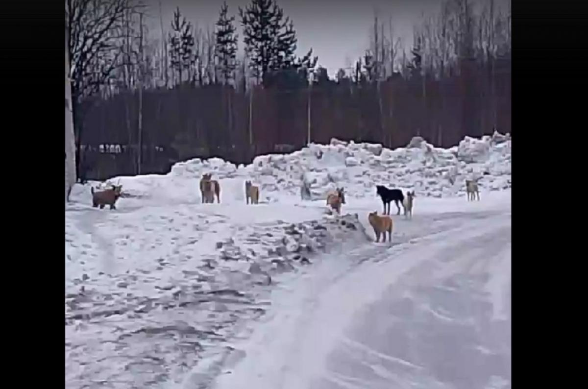В Мордовии семье девочки, покусанной собакой, выплатят 30 тысяч рублей