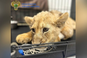 В подмосковный приют «Земля Прайда» доставили львенка со сломанными лапами