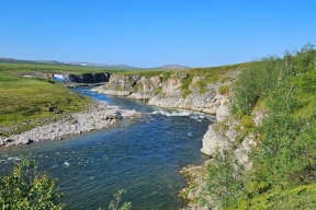 Выпас оленей в заказнике Коми привел к сокращению численности «золотого корня»
