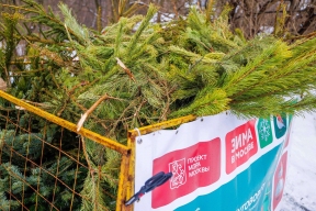В наступающем году москвичи в 11-й раз будут участвовать в экологической акции «Елочный круговорот»