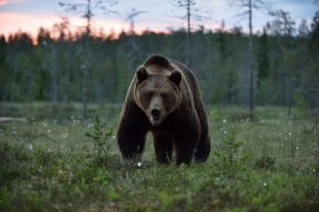 В Красноярск стали чаще забредать медведи из окрестных лесов