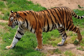 На аэродроме в Хабаровском крае пытаются отогнать тигра от территории