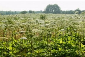 Глава Ярославской области пригрозил изымать сельхоз землю, за которой не ухаживают