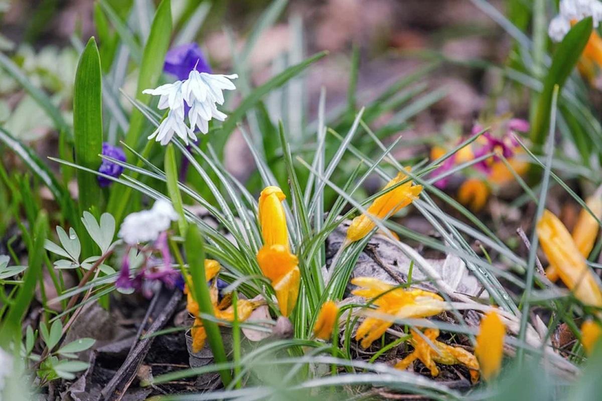 Летнее тепло придет в Саратовскую область на Пасху