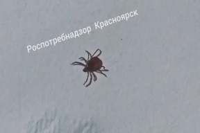 Дожди привели к резкому снижению активности клещей в Красноярском крае