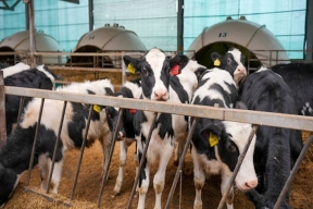 В Кировской области суммарный объём реализованного молока составляет свыше 2,3 тыс. тонн ежедневно